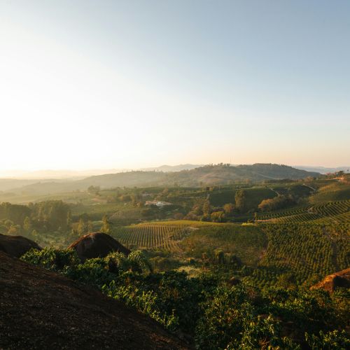 Café Guatemala Huehuetenango : Terroir d'Exception au Cœur des Montagnes Cuchumatanes - Subtile café
