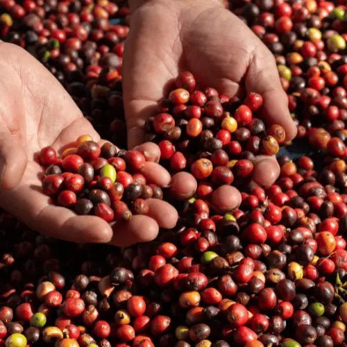 Comment bien choisir un café bio : 5 critères à connaître - Subtile café