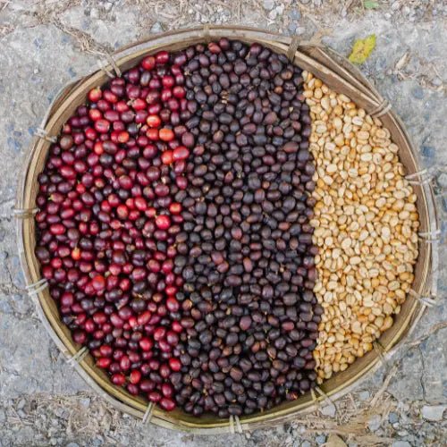 Episode 3- Séchage au soleil ou mécanique : que choisissent les producteurs ? - Subtile café
