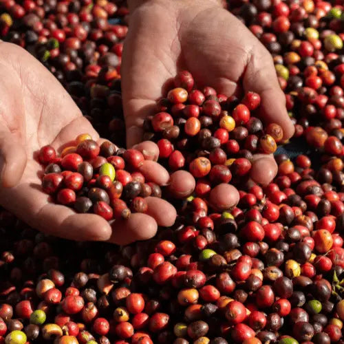 Café bio- Au grain près