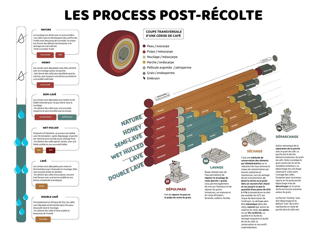 Le Processus Post-Récolte - Au grain près