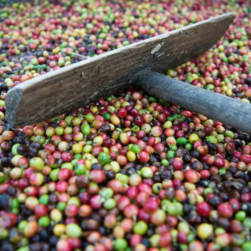 Episode 2- Pourquoi le mucilage est-il si important ?