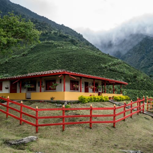 Café Colombie : voyage au cœur des plantations - Subtile café