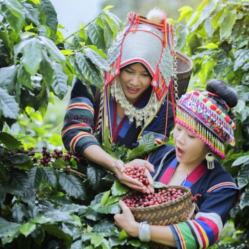 Les Femmes dans les Plantations de Café : L'Épine Dorsale Invisible de l'Industrie - Subtile café